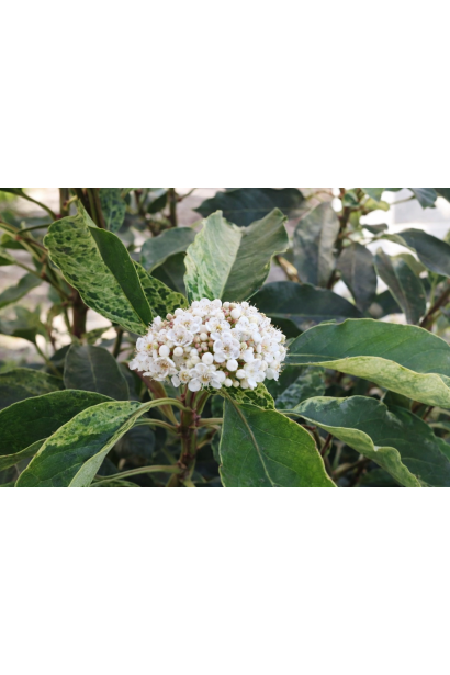 Фотінія зубчаста Pink Crispy квітка